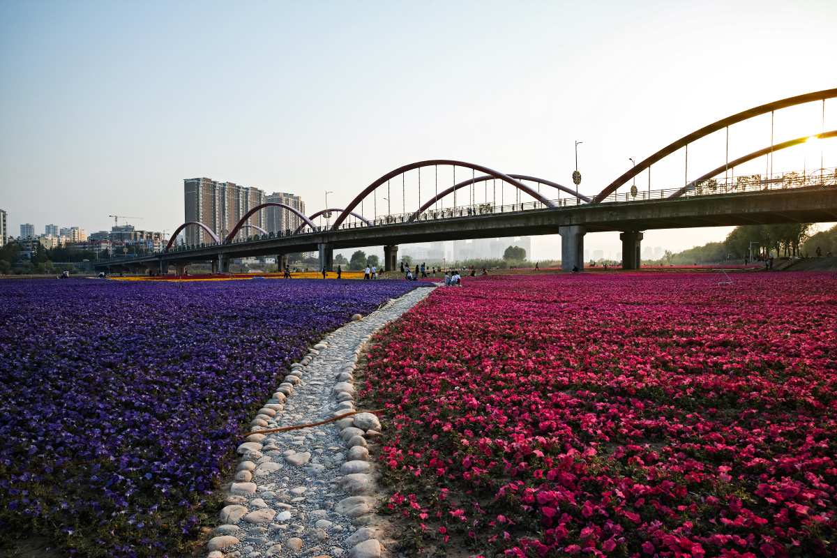 宝鸡渭河公园里的花海
