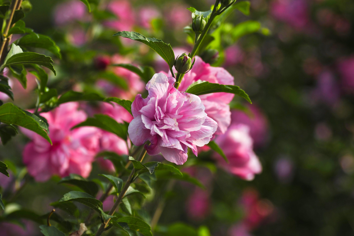 紫粉重瓣木槿种植园