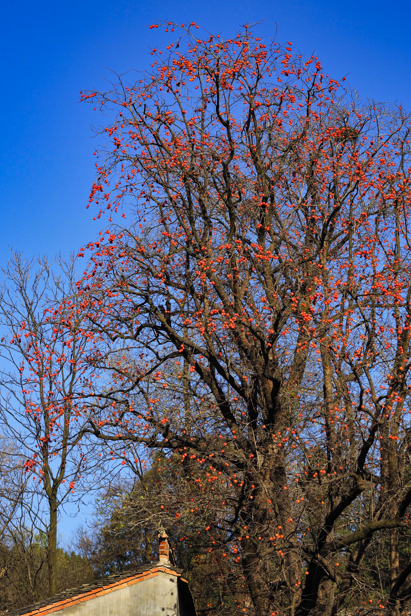 初冬北方的柿子树