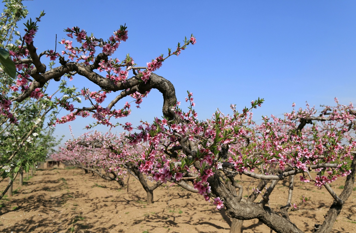 老桃树开新花