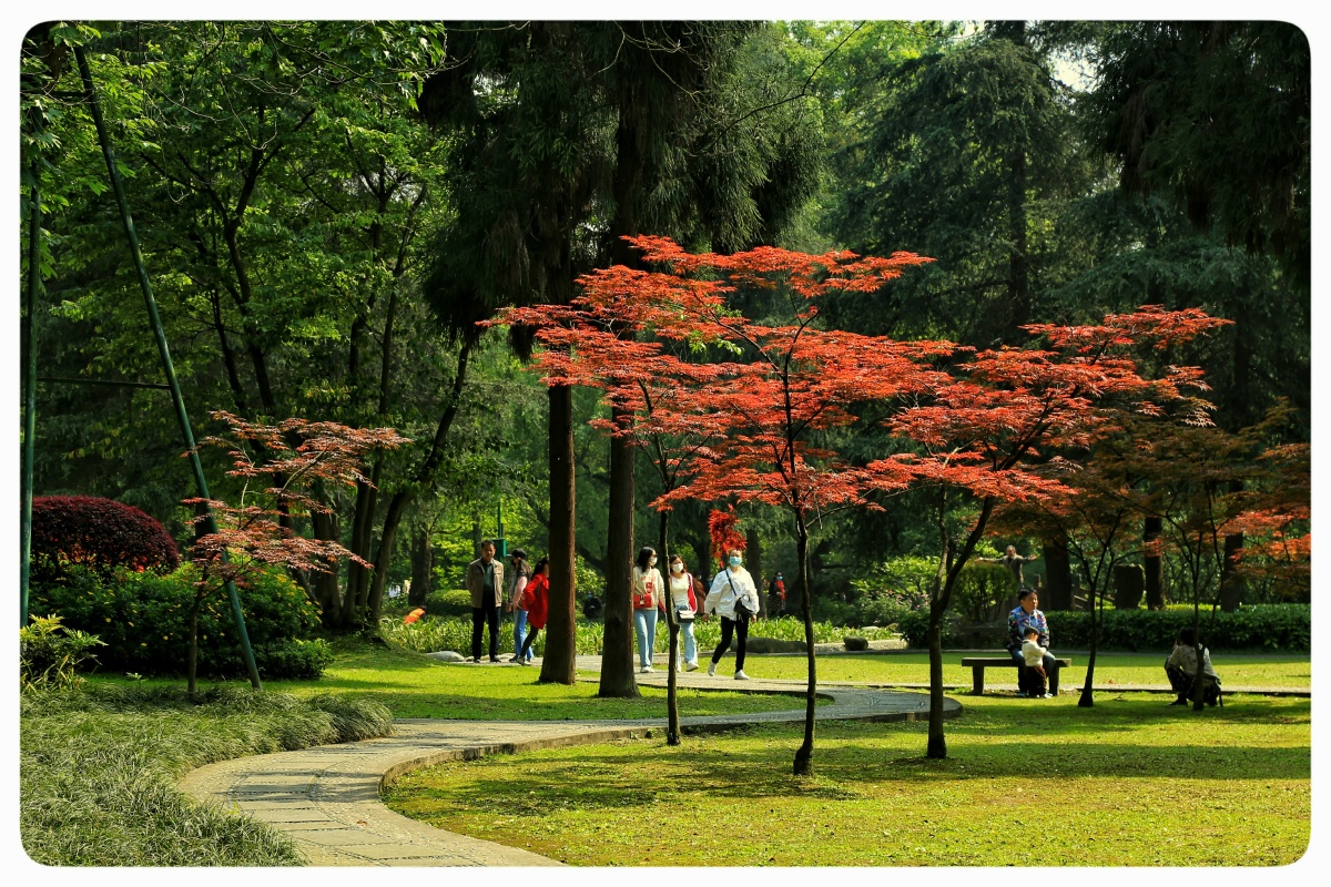 摄影研习社四川是个好地方风光摄影集风光私房公园叶子#草坪箕城关注