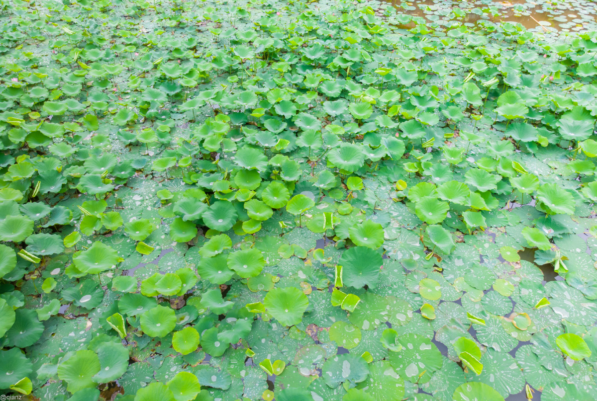 中山大学南校区内管理学院旁有池塘一片春夏季荷花茂盛现虽均为荷叶