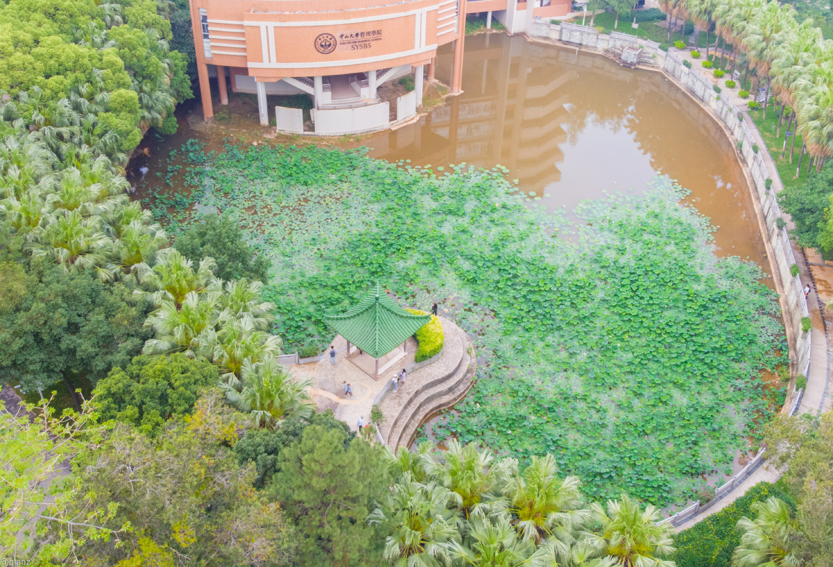 中山大学南校区内管理学院旁有池塘一片春夏季荷花茂盛现虽均为荷叶