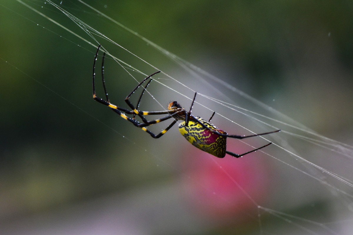 云南花蜘蛛 - 爱似流星
