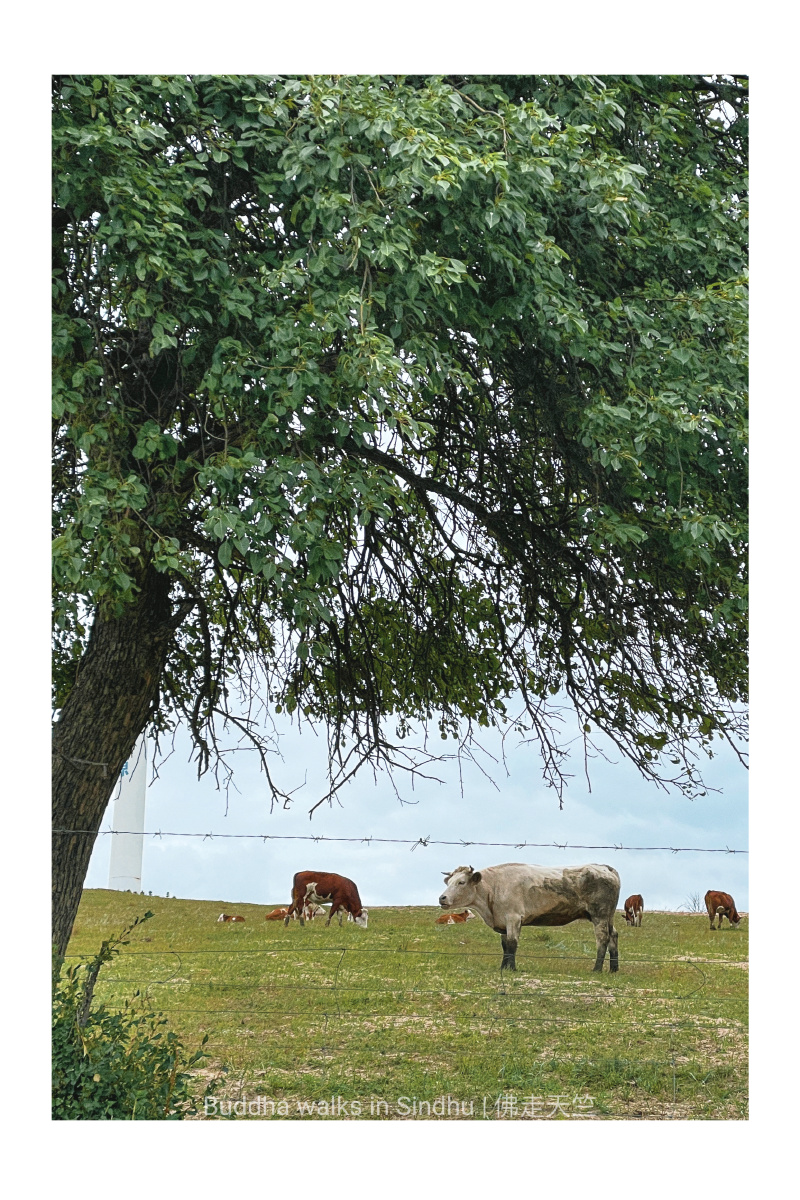 树下的牛