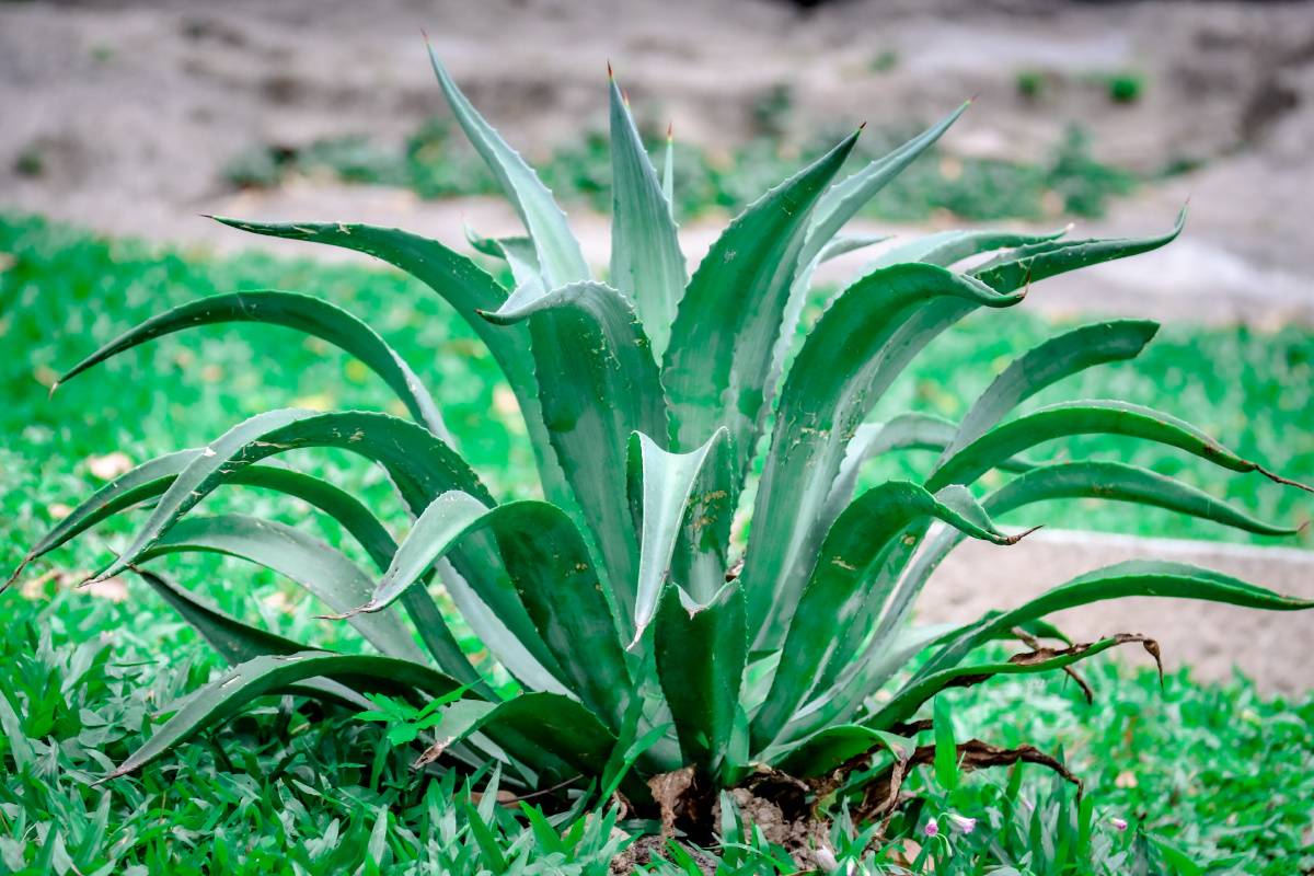 路边的剑麻小时候最喜欢几个人摘下一片叶子当剑客互相干架了