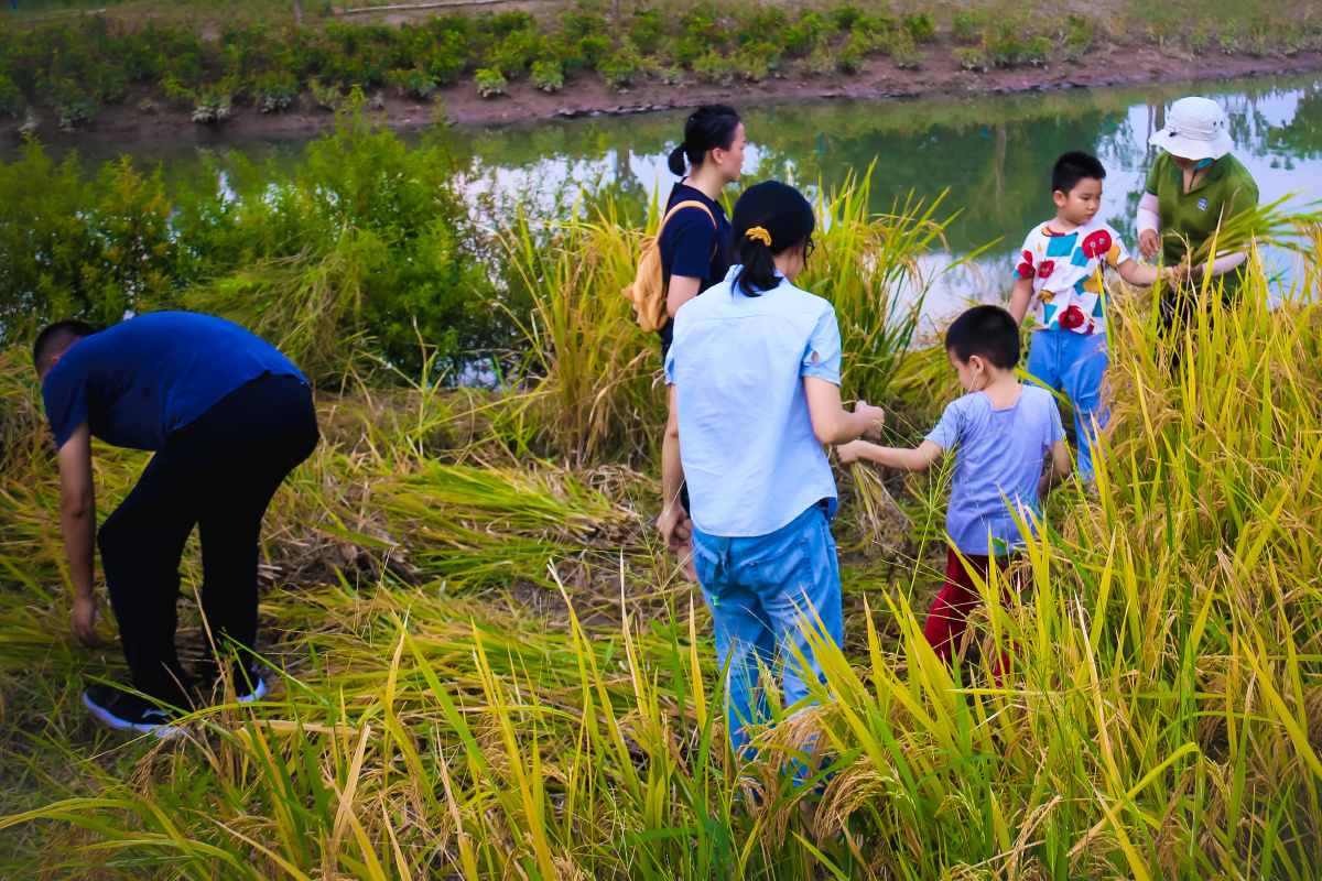 谁知盘中餐粒粒皆辛苦偶遇一群家长带孩子体验农活想起自己小时候每年
