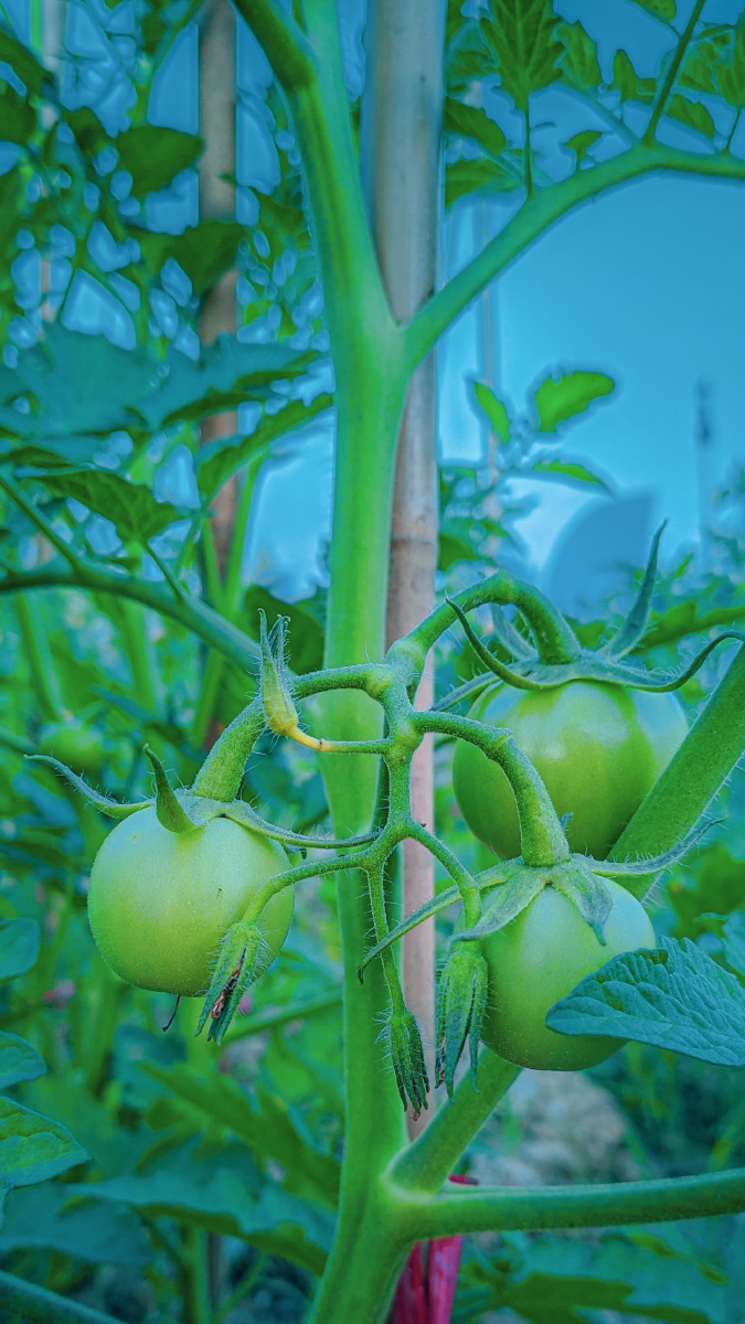 菜园里的西红柿