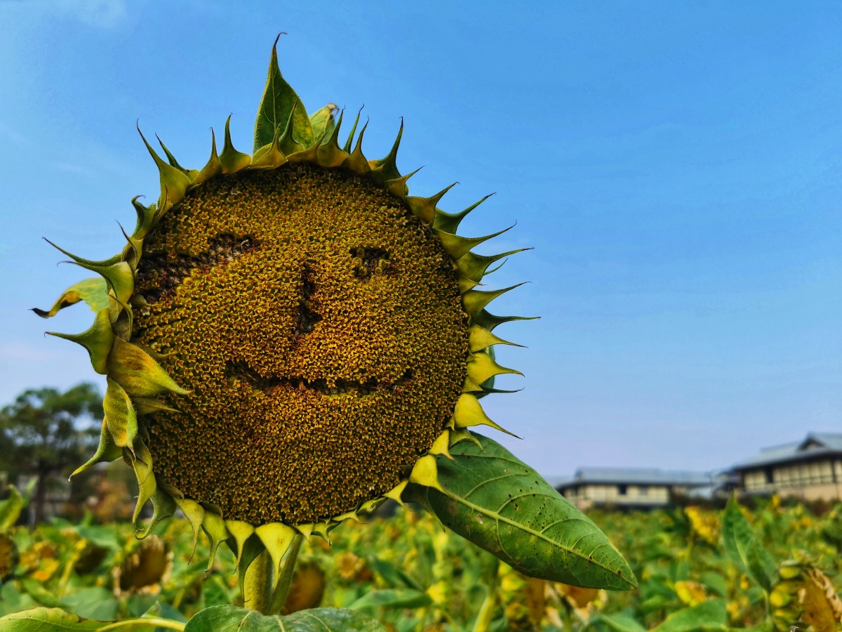 心若向阳微笑向暖