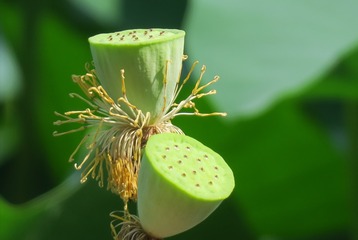 67365
