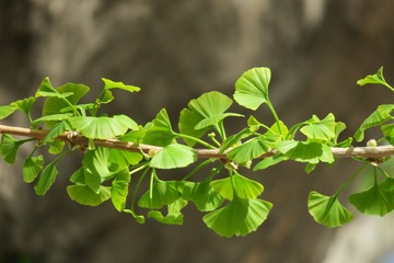 625803