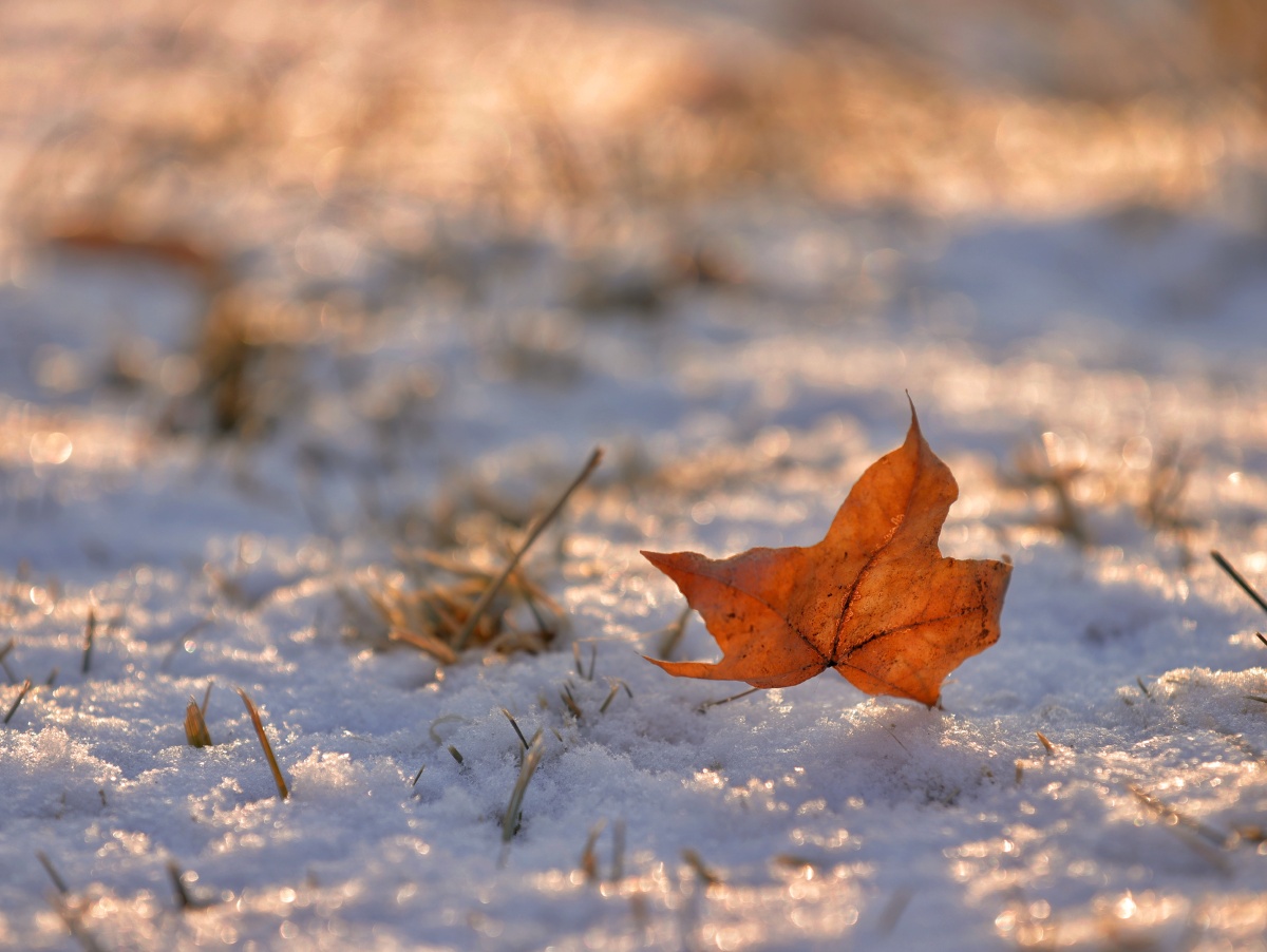 落日前拍到的几片枯枫叶