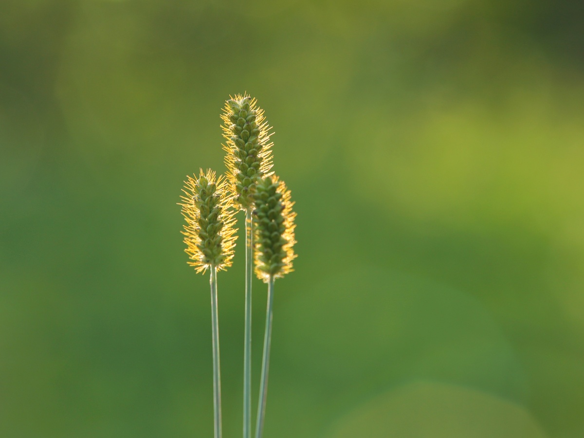 狗尾巴草