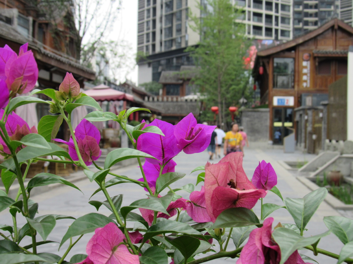 马家花园的花都开好了0604中国