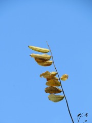 100445