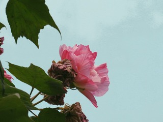 80514