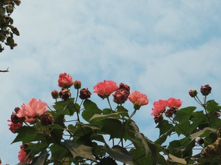 80516