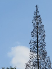 142260