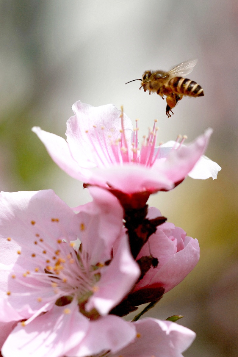 采得百花成蜜后,为谁辛苦为谁甜。