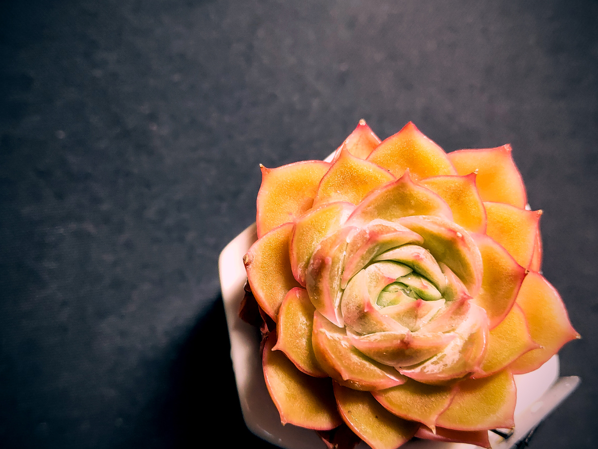 爸爸的爸爸叫爷爷