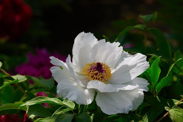 DSC_5901白牡丹_1