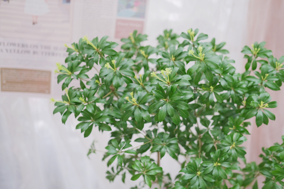 马醉木