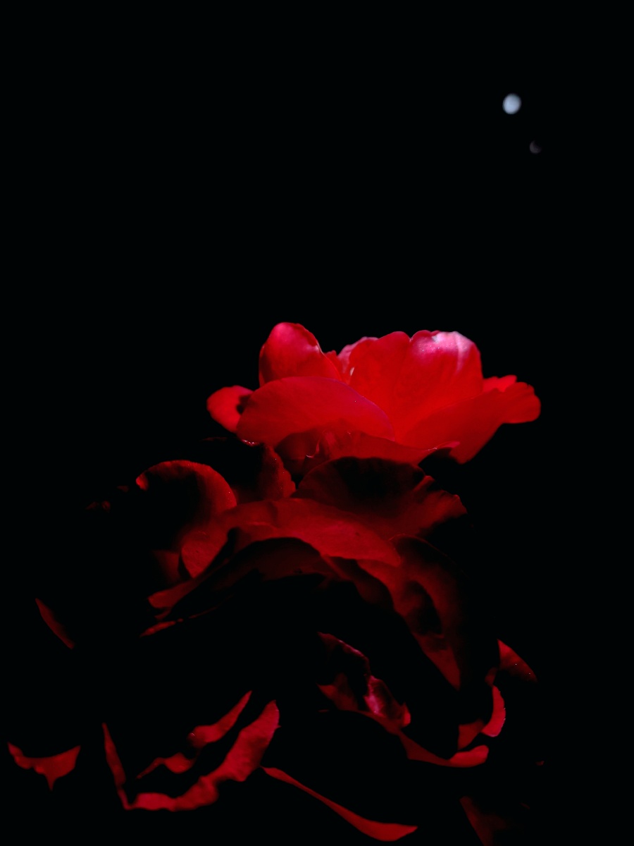魅惑娇艳的花儿呀,在黑夜里绽放
