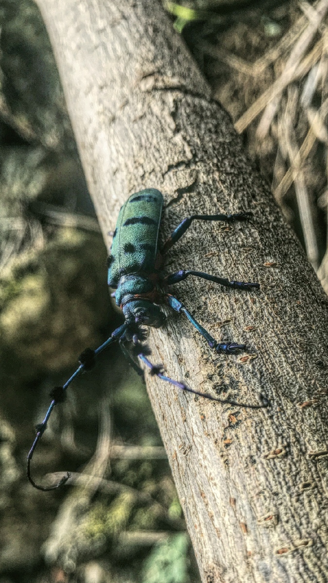 这是什么品种的天牛