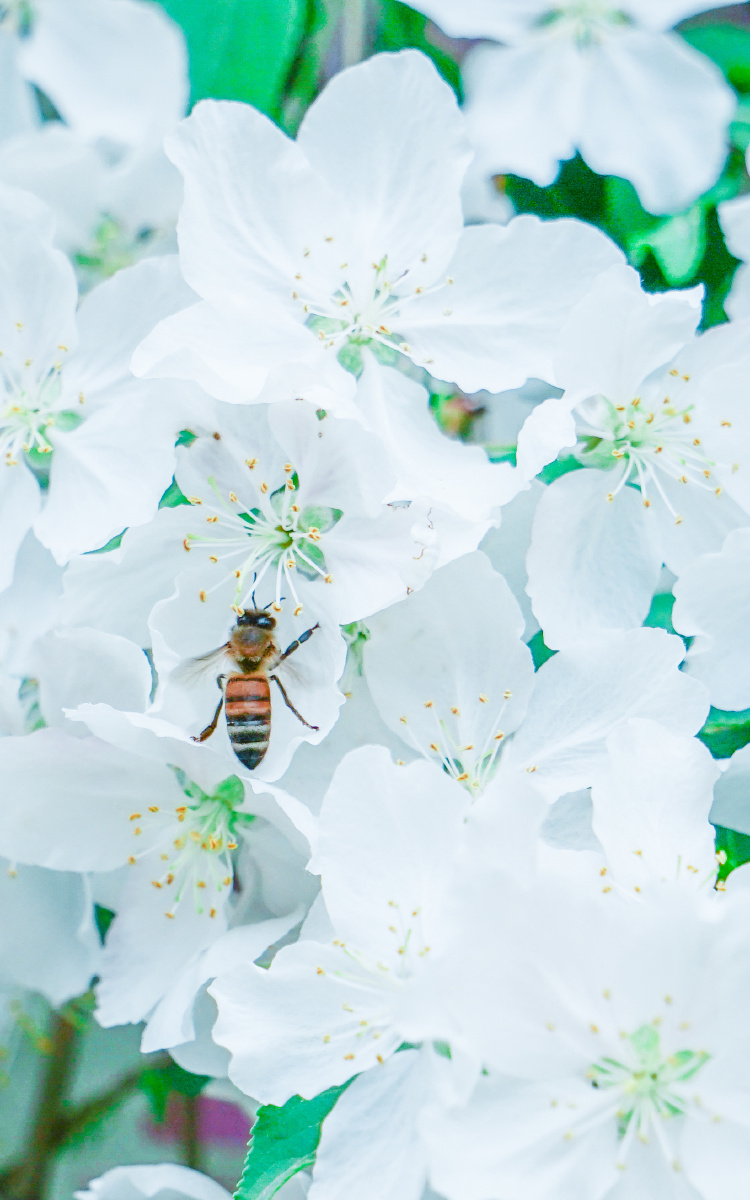 #蜜蜂与白海棠# - ergo263 - 图虫