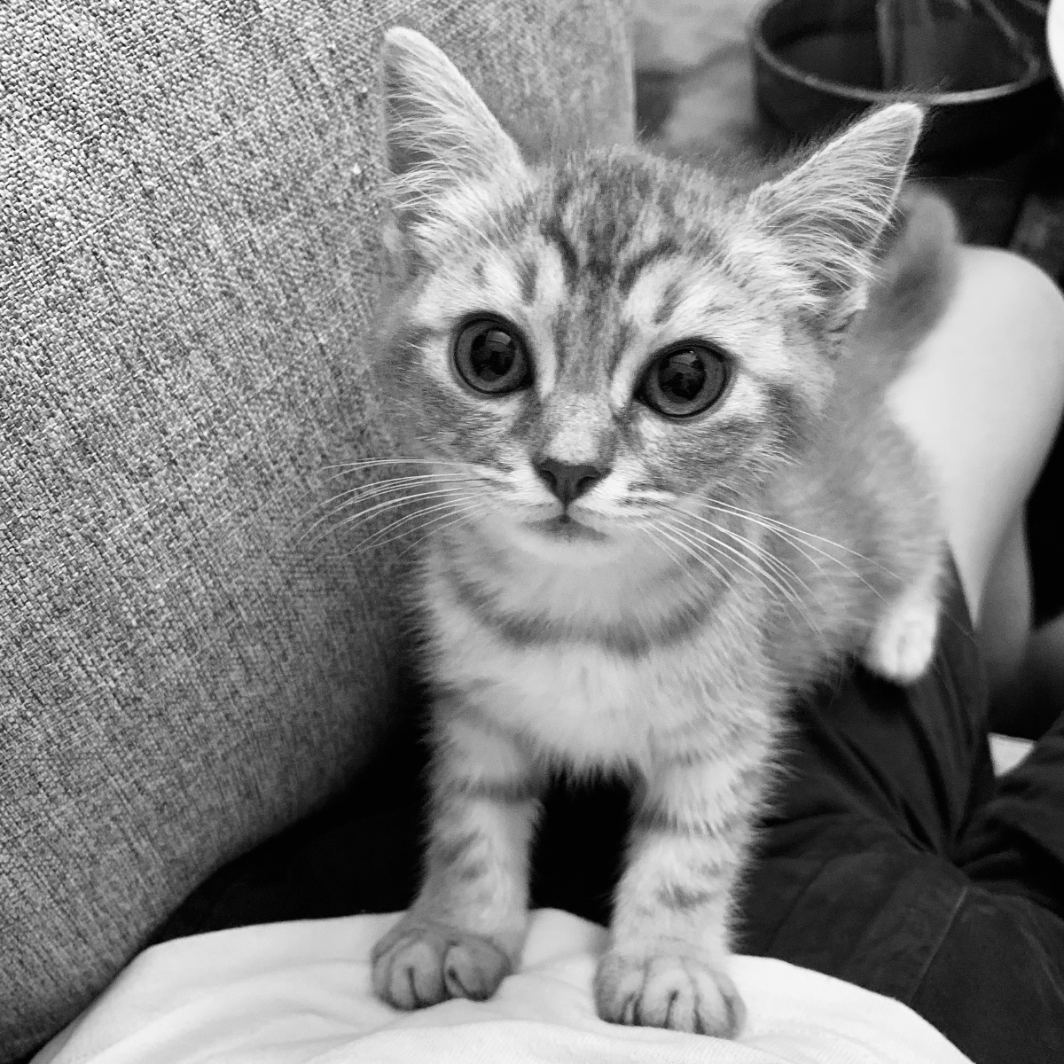 小小的猫咪世界却变大了