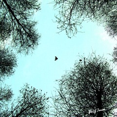 Alone