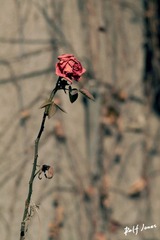 Where have all the flowers gone