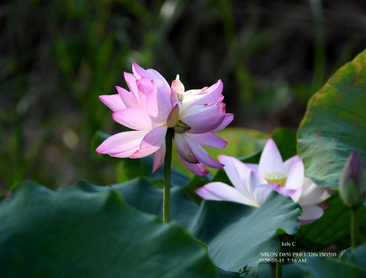 并蒂莲花透仙气