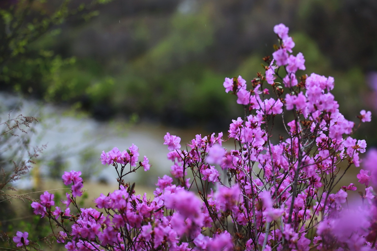 金达莱盛开的地方