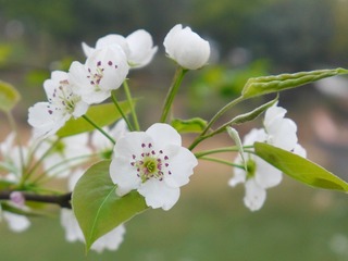 P1020525