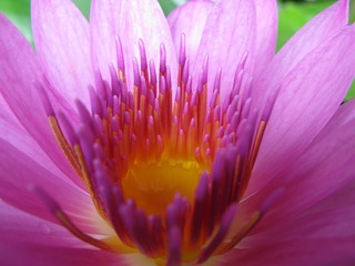 莲花微距02