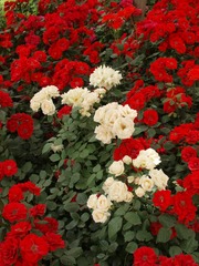 P5289768