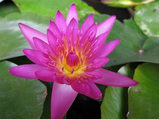莲花微距01