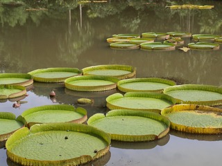 王莲02