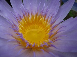 莲花微距04