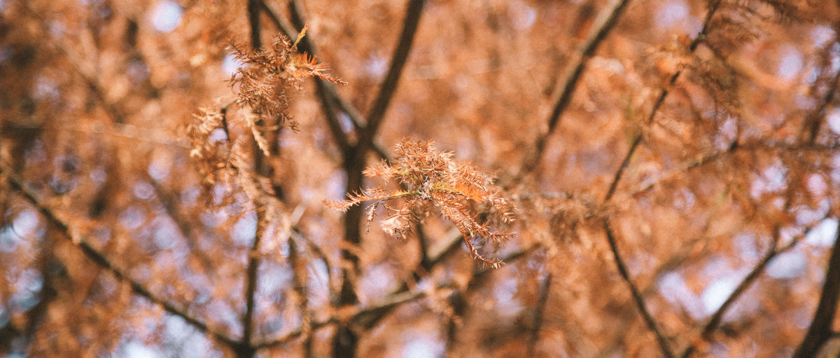 展浮生事万物宗啊瑶摄于一月底的华南植物园