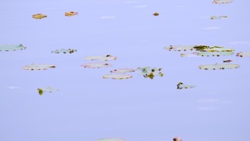 8290E8C2-F01C-4E8C-BDEA-7071B19FD3CF/L0/001