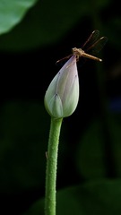 A9B0DDD5-4D48-4139-9AD0-6FF40F5767E0/L0/001