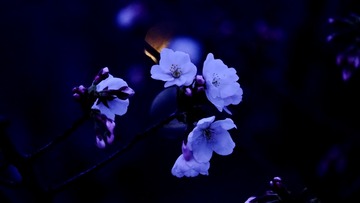 F50A8774-DEEE-454C-9C6B-0E753B40E1C6/L0/001