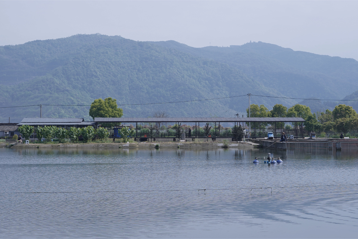 杭州富阳五丰岛田园风光钓鱼鱼塘池塘水墨画