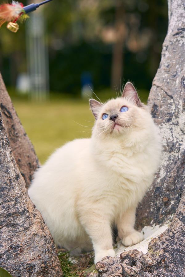 波尔洛克的最新作品