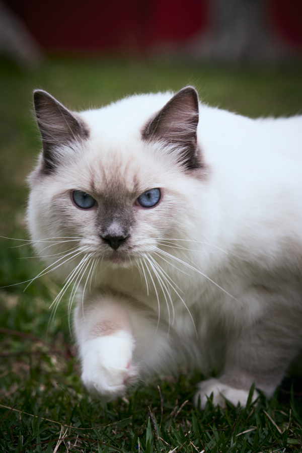 波尔洛克的最新作品