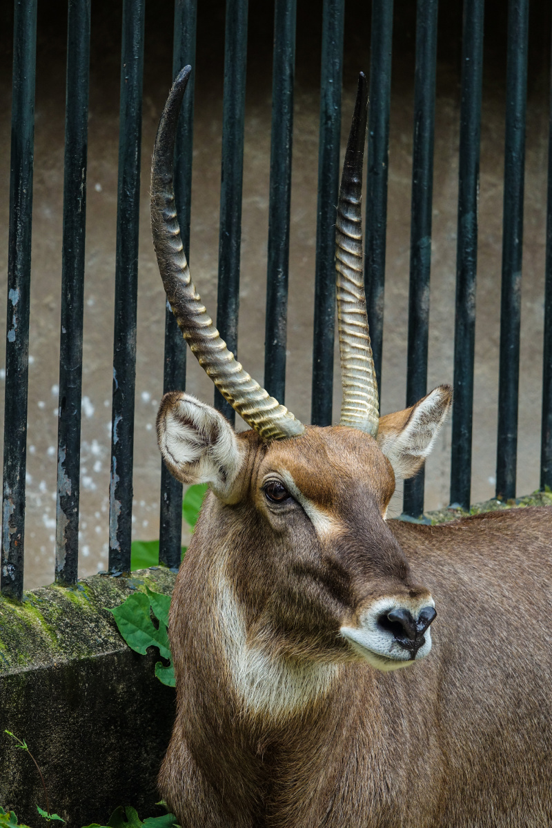 #羊的肖像照##广州动物园# - 焦焦辉 - 图虫