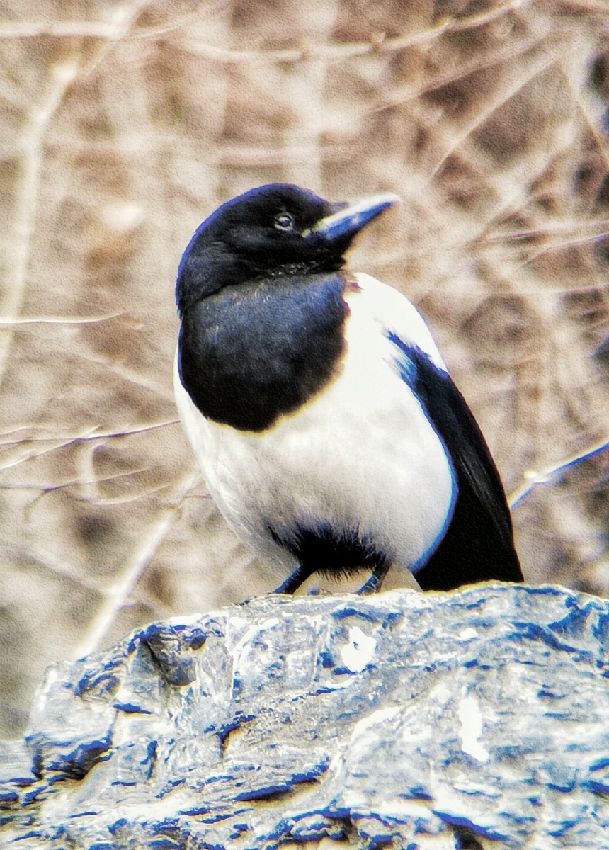 手机摄影大喜鹊