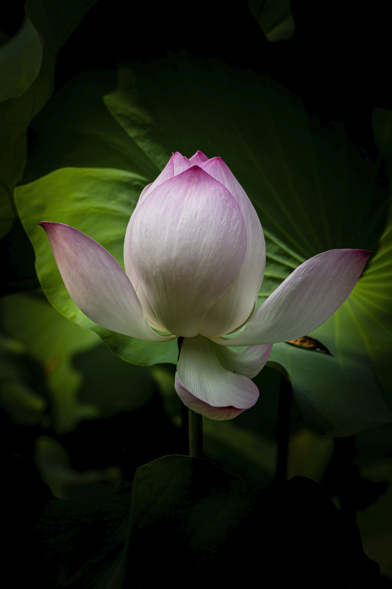 微距镜头下的热带睡莲和荷花 - jieyu16 - 图虫网 - 优质摄影师交流